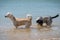 Two young female dogs standing in the water on the beach