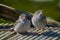 Two young fledgling house sparrows Passer domesticus, cute bab