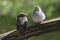 Two young fledgling house sparrows Passer domesticus, cute bab