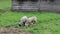 Two young fluffy white sheep eat grass on a field in summer.