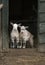 Two young four horned goats