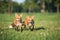 Two young foxes walking on grass