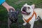 Two Young French Bulldogs, one Grey, One White, pause at a Dog r