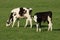 Two young friesian black and white calves