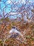 Two young frigatebirds fregata minor on genovesa island galapagos national park