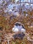 Two young frigatebirds fregata minor on genovesa island galapagos national park