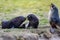 Two young fur seals plying together beside mother - Arctocephalus gazella - in South Georgia