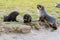 Two young fur seals plying together beside mother - Arctocephalus gazella - in South Georgia