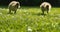 Two young geese with fluffy feathers waddle over the green grass, depth of field limited to the middle part of the image, wildlife