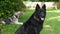 Two young German Shepherd dogs in relax mode on a grassy lawn