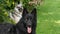 Two young German Shepherd dogs in relax mode on a grassy lawn