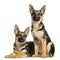 Two young German shepherd, sitting and lying down