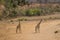 Two young giraffe Giraffa standing in dry sandy riverbed