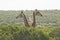 Two young giraffes standing behind some low bush