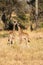 Two young giraffes standing on the savannah. Wildlife in nature, Serengeti, Tanzania