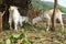 Two young goat in the pen eat fresh hay