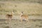 Two young Grant`s Gazelles in the Maasai mara