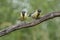 Two young great tits on a branch