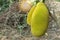 Two young green jackfruits hanging on jackfruit tree