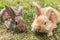Two young grey and red rabbits sitting on green grass, close up