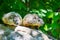 Two young groundhog kits peeking over a rock