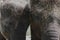 Two young and hairy Sumatra elephants standing next to each other