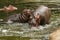 Two young hippo\'s playing in the water