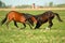 Two young Horses fighting