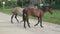 Two young horses walk through the village and wagging their tails