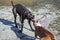 Two young hounds cane corso and an American Staffordshire terrier play with a toy on the street