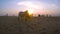 Two young humpback bulls stand on sandy shore of the Indian ocean at sunset. Zebu cows in the background of the sea and fishermen