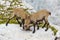 Two young ibex fighting