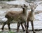 Two young ibex playing