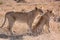 Two young juvenile male lions watching prey