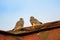 Two young kestrels falcons sitting on a roof and watching