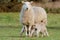 Two Young Lambs Feeding from Mother Ewe