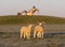 Two young lambs in a field looking to camera. UK