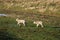 Two young lambs in a field in sunlight in winter