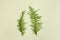 Two young light green branches of thuja leaned towards each other on a light green background. Concept of couple hanging out