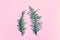 Two young light green branches of thuja leaned towards each other on a pink background. Concept of couple hanging out