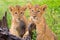 Two young Lion Cubs playing scratching stump in the rain at Ngorongoro Crater, Tanzania, East Africa