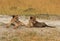 Two young Lion cubs resting on the dusty plains in Hwange