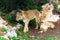 Two young lionesses in a rocky area