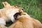 Two young lions cuddle and play with each other