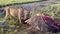 Two young lions are eating a dead buffalo. Wild Lion Dinner. Ngorongoro National Park. Safari in Africa.