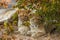 Two young lions  Panthera Leo looking in the camera, Ongava Private Game Reserve  neighbour of Etosha, Namibia.