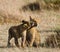 Two young lions playing with each other. National Park. Kenya. Tanzania. Maasai Mara. Serengeti.