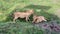 Two young lions rest in the shade on the grass in Ngorongoro National Park. Safari in Africa.