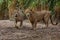 Two young lions showed an alert attitude and observed their surroundings.