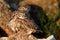 Two young Little owl, Athene noctua, playing on the natural stone